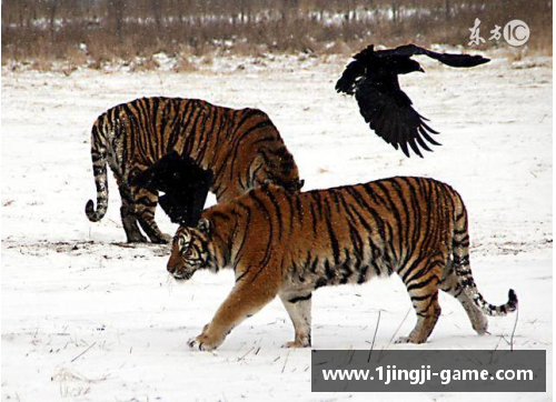 徐树森：吉林东北虎的璀璨之星